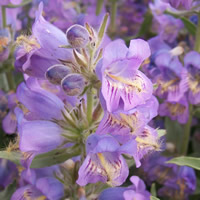 Penstemon eriantherus flower